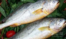 新闻爆料海鱼视频下载大全,海量海洋生物资源一网打尽